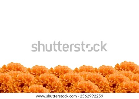 Similar – Image, Stock Photo An orange flower in sunlight on a blue background; osteospermum, cape daisy, capitulum