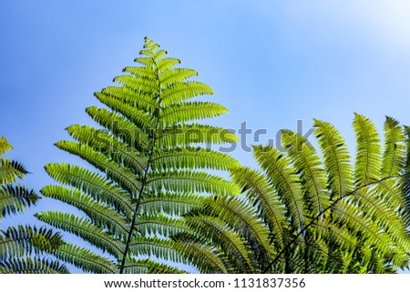 free photos look up