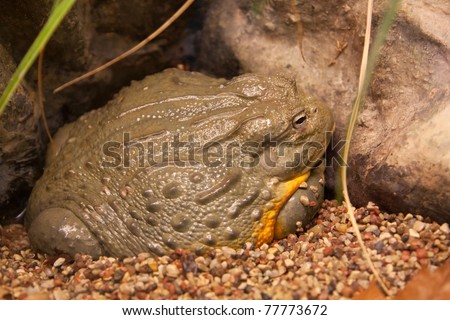 Frog reptile