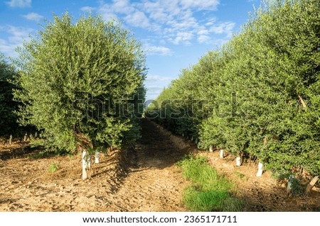 Similar – Image, Stock Photo Intensive olive plantation