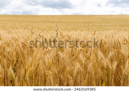 Image, Stock Photo Land of plenty | for vegetable lovers