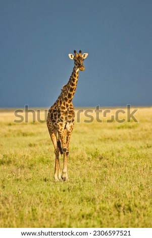 Similar – Image, Stock Photo Giraffe crossing the trail in Samburu Park