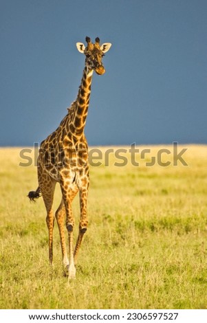 Similar – Image, Stock Photo Giraffe crossing the trail in Samburu Park