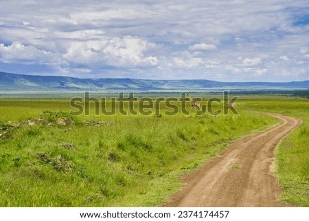 Similar – Image, Stock Photo Giraffe crossing the trail in Samburu Park