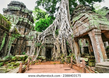 Similar – Foto Bild Baum in Ta Phrom, Angkor Wat, Kambodscha.