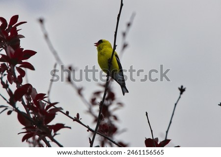 Similar – Image, Stock Photo Singing goldfinch in a tree