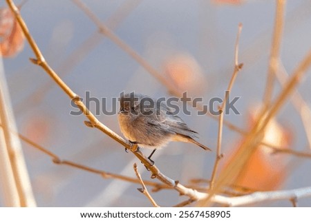 Similar – Image, Stock Photo Detail of thin branches with small yellow flowers