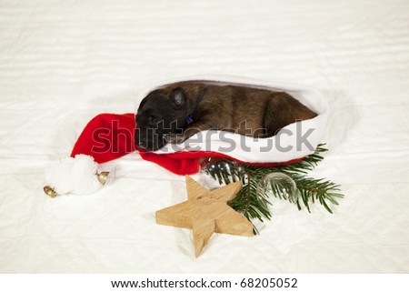 a six days old Belgian Shepherd puppy, born on Christmas, lying in a Santa Claus hat - arranged on a white blanket