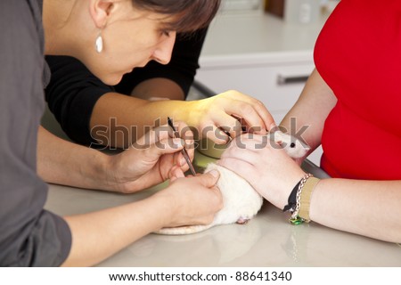a veterinarian giving a domestic rat a surgery at its leg