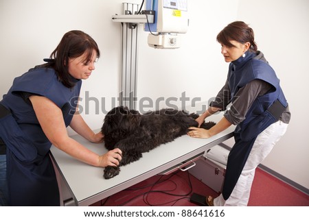 Similar – Image, Stock Photo Female veterinarian preparing dog for operation