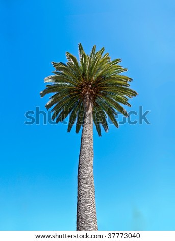 Palm tree against a light blue sky.