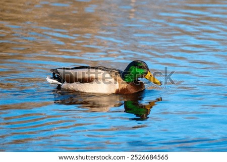 Similar – Image, Stock Photo Swimming mallard in the sunshine