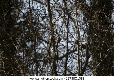 Similar – Image, Stock Photo Kingfisher waiting for prey