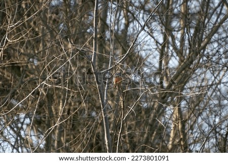 Similar – Image, Stock Photo Kingfisher waiting for prey