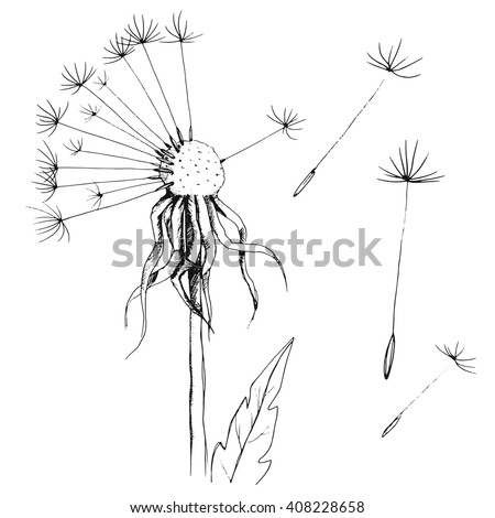 Similar – Image, Stock Photo blowball Flower Dandelion