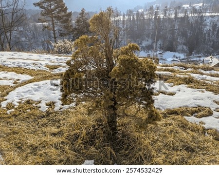 Similar – Image, Stock Photo A small dead frozen mouse lies on its side in the snow