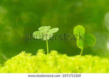 Similar – Image, Stock Photo the luck of the earth lies on the back of the horse