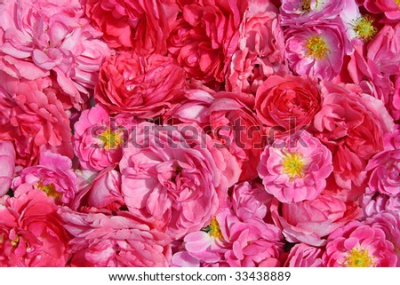 red and pink wild roses