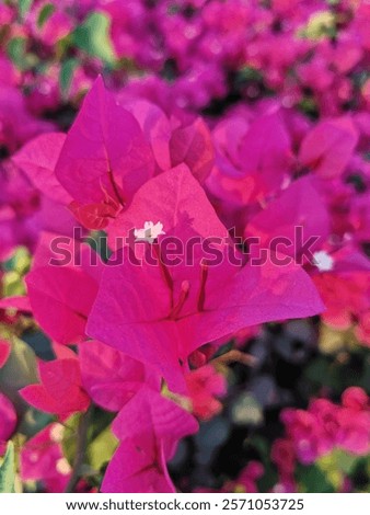 Similar – Image, Stock Photo Dwarf tulip Elegant