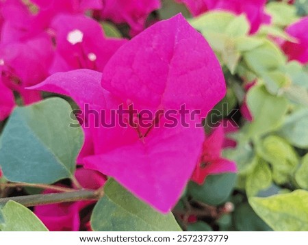 Image, Stock Photo Dwarf tulip Elegant