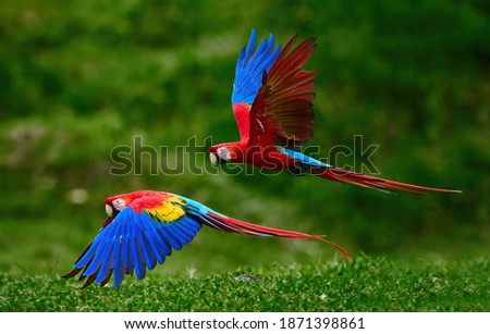 Two Scarlet Macaw parrots, flying just above the ground. Bright red and blue South American parrots, Ara macao, flying with outstretched blue wings in a tropical rainforest, Costa Rica.