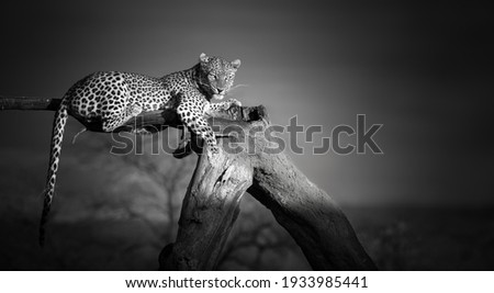 Artistic, black and white photo of an African Leopard, Panthera pardus, lying on the tree, isolated on dark background. Eye contact with african top predator. Okonjima, Namibia. 