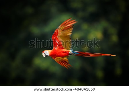 Close up Ara macao, Scarlet Macaw, red colorful, big amazonian  parrot in flight, outstretched wings, long red tail against dark green forest. Manu National Park, Peru, Amazon basin. Foto d'archivio © 