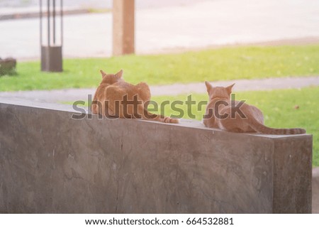 Image, Stock Photo two sleeping cats hangover