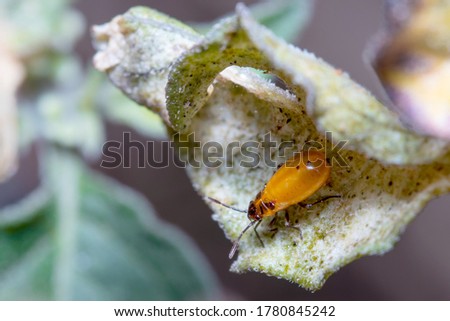 Nymph of Spilostethus furcula hiding under a leaf Imagine de stoc © 