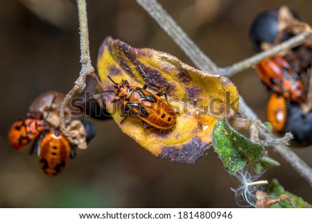 Nymphs of Spilostethus furcula feeding from plant Imagine de stoc © 