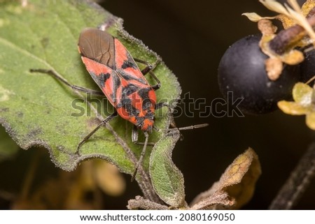 Spilostethus furcula bug walking on a green plant Imagine de stoc © 