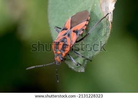 Spilostethus furcula bug walking on a green plant Imagine de stoc © 