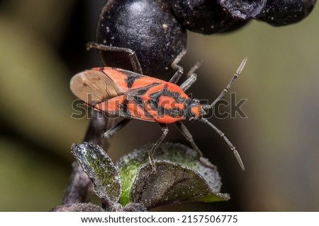 Spilostethus furcula bug walking on a plant Imagine de stoc © 