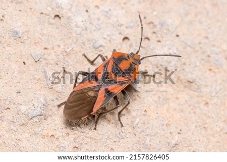 Spilostethus furcula bug walking on a concrete floor Imagine de stoc © 
