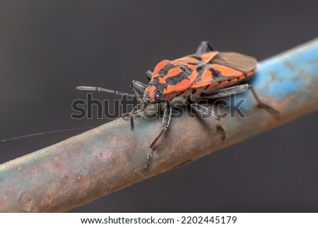 Spilostethus furcula bug posed on a metal fence Imagine de stoc © 