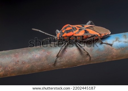 Spilostethus furcula bug posed on a metal fence Imagine de stoc © 
