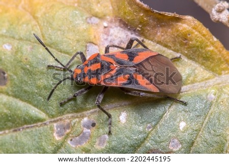 Spilostethus furcula bug walking on a plant Imagine de stoc © 