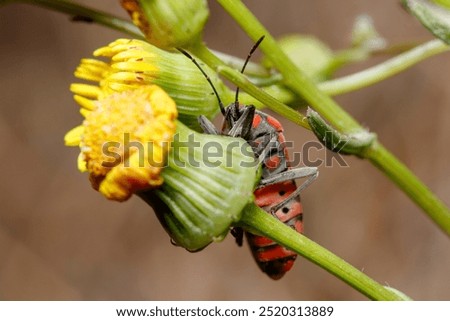 Similar – Image, Stock Photo Seed bug (Spilostethus pandurus) on a pad of barbary fig (Opuntia maxima). Timijiraque Protected Landscape. Valverde. El Hierro. Canary Islands. Spain.