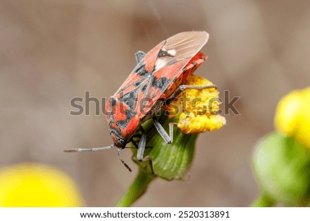 Similar – Image, Stock Photo Seed bug (Spilostethus pandurus) on a pad of barbary fig (Opuntia maxima). Timijiraque Protected Landscape. Valverde. El Hierro. Canary Islands. Spain.