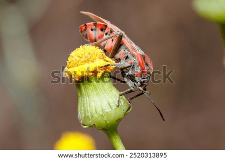 Similar – Image, Stock Photo Seed bug (Spilostethus pandurus) on a pad of barbary fig (Opuntia maxima). Timijiraque Protected Landscape. Valverde. El Hierro. Canary Islands. Spain.