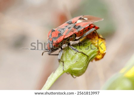 Similar – Image, Stock Photo Seed bug (Spilostethus pandurus) on a pad of barbary fig (Opuntia maxima). Timijiraque Protected Landscape. Valverde. El Hierro. Canary Islands. Spain.