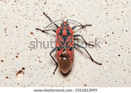 Image, Stock Photo Seed bug (Spilostethus pandurus) on a pad of barbary fig (Opuntia maxima). Timijiraque Protected Landscape. Valverde. El Hierro. Canary Islands. Spain.