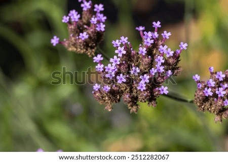 Similar – Image, Stock Photo Flowering verbena, Patagonian verbena (Verbena bonariensis)