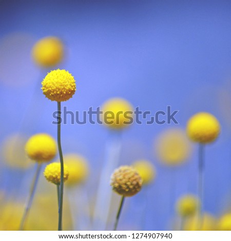 Similar – Image, Stock Photo Inflorescence of Craspedia globosa, Billy button