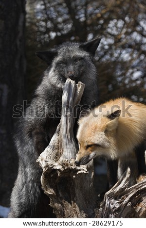 Red Fox with silver fox (Vulpes vulpes)