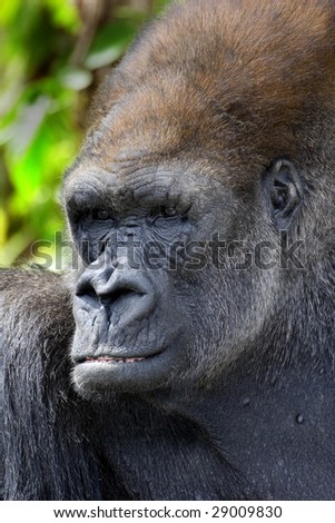 Western Lowland Gorilla (Gorilla gorilla gorilla) - portrait