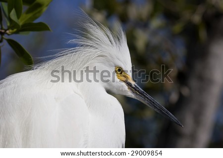 Snowy Egret (Egretta thula) face close-up