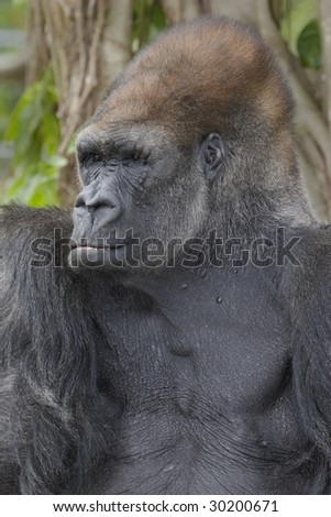 Western Lowland Gorilla portrait of head and chest