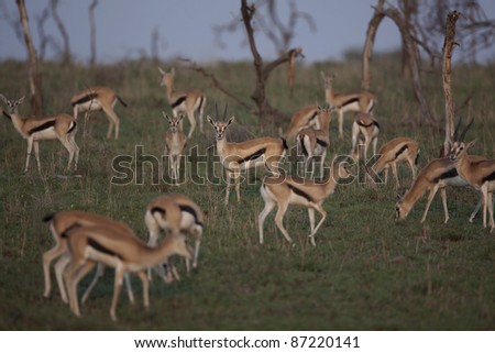 Herd of Thomson\'s Gazelle with the focus on a male gazelle in the middle
