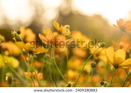 Similar – Image, Stock Photo Meadow and yellow flowers behind a wire mesh fence